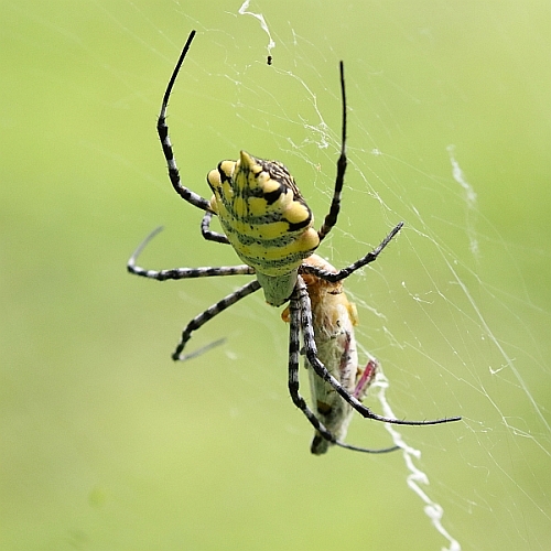 Scary Spiders.jpg